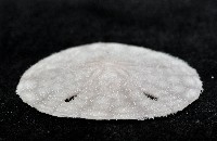 曼氏星盾(孔楯)海膽藏品圖，第3張