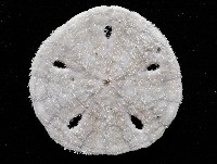 曼氏星盾(孔楯)海膽藏品圖，第4張
