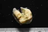 等指海葵藏品圖，第1張