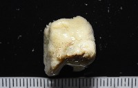 等指海葵藏品圖，第2張