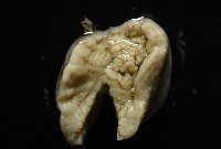等指海葵藏品圖，第3張