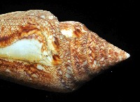 海之榮光芋螺藏品圖，第3張