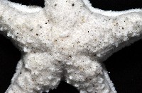 花冠海燕藏品圖，第2張