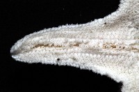 花冠海燕藏品圖，第5張