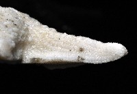 花冠海燕藏品圖，第7張