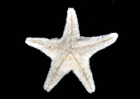 花冠海燕藏品圖，第8張