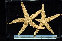 飛白楓海星藏品圖，第2張