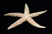 飛白楓海星藏品圖，第5張