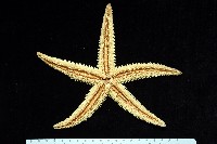 飛白楓海星藏品圖，第9張
