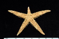 飛白楓海星藏品圖，第10張