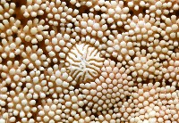 飛白楓海星藏品圖，第11張