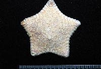 麵包海星(饅頭海星)藏品圖，第1張