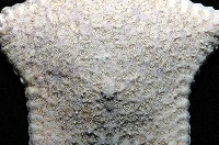 麵包海星(饅頭海星)藏品圖，第2張