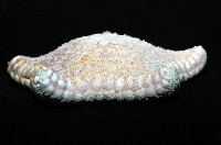 麵包海星(饅頭海星)藏品圖，第4張