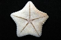 麵包海星(饅頭海星)藏品圖，第5張