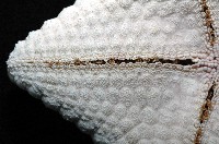 麵包海星(饅頭海星)藏品圖，第8張