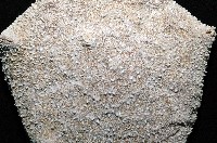 麵包海星(饅頭海星)藏品圖，第2張