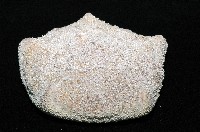 麵包海星(饅頭海星)藏品圖，第4張