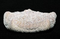 麵包海星(饅頭海星)藏品圖，第5張