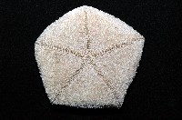 麵包海星(饅頭海星)藏品圖，第6張