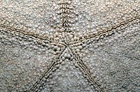 麵包海星(饅頭海星)藏品圖，第7張