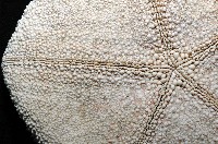 麵包海星(饅頭海星)藏品圖，第8張