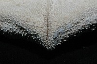 麵包海星(饅頭海星)藏品圖，第9張