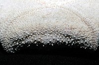 麵包海星(饅頭海星)藏品圖，第10張