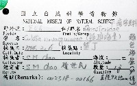 麵包海星(饅頭海星)藏品圖，第12張