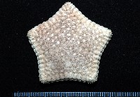 麵包海星(饅頭海星)藏品圖，第1張