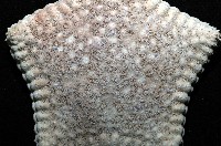 麵包海星(饅頭海星)藏品圖，第2張