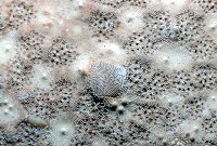 麵包海星(饅頭海星)藏品圖，第3張