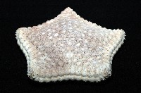 麵包海星(饅頭海星)藏品圖，第5張
