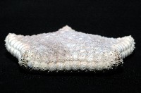 麵包海星(饅頭海星)藏品圖，第6張