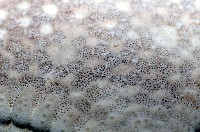 麵包海星(饅頭海星)藏品圖，第7張