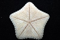 麵包海星(饅頭海星)藏品圖，第8張