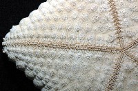 麵包海星(饅頭海星)藏品圖，第10張