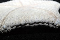 麵包海星(饅頭海星)藏品圖，第11張
