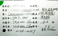 麵包海星(饅頭海星)藏品圖，第12張