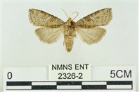 帶波紋蛾藏品圖，第1張