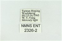 帶波紋蛾藏品圖，第3張