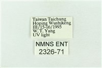基黑新波紋蛾藏品圖，第3張