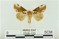 大斑波紋蛾藏品圖，第1張