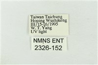 連珠波紋蛾藏品圖，第3張