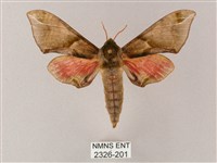 榆綠天蛾藏品圖，第1張