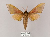 榆綠天蛾藏品圖，第2張