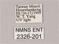 榆綠天蛾藏品圖，第3張