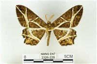 樹形尺蛾藏品圖，第1張