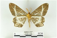 樹形尺蛾藏品圖，第2張