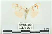 臺雪苔蛾藏品圖，第1張